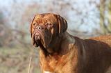 DOGUE DE BORDEAUX 113